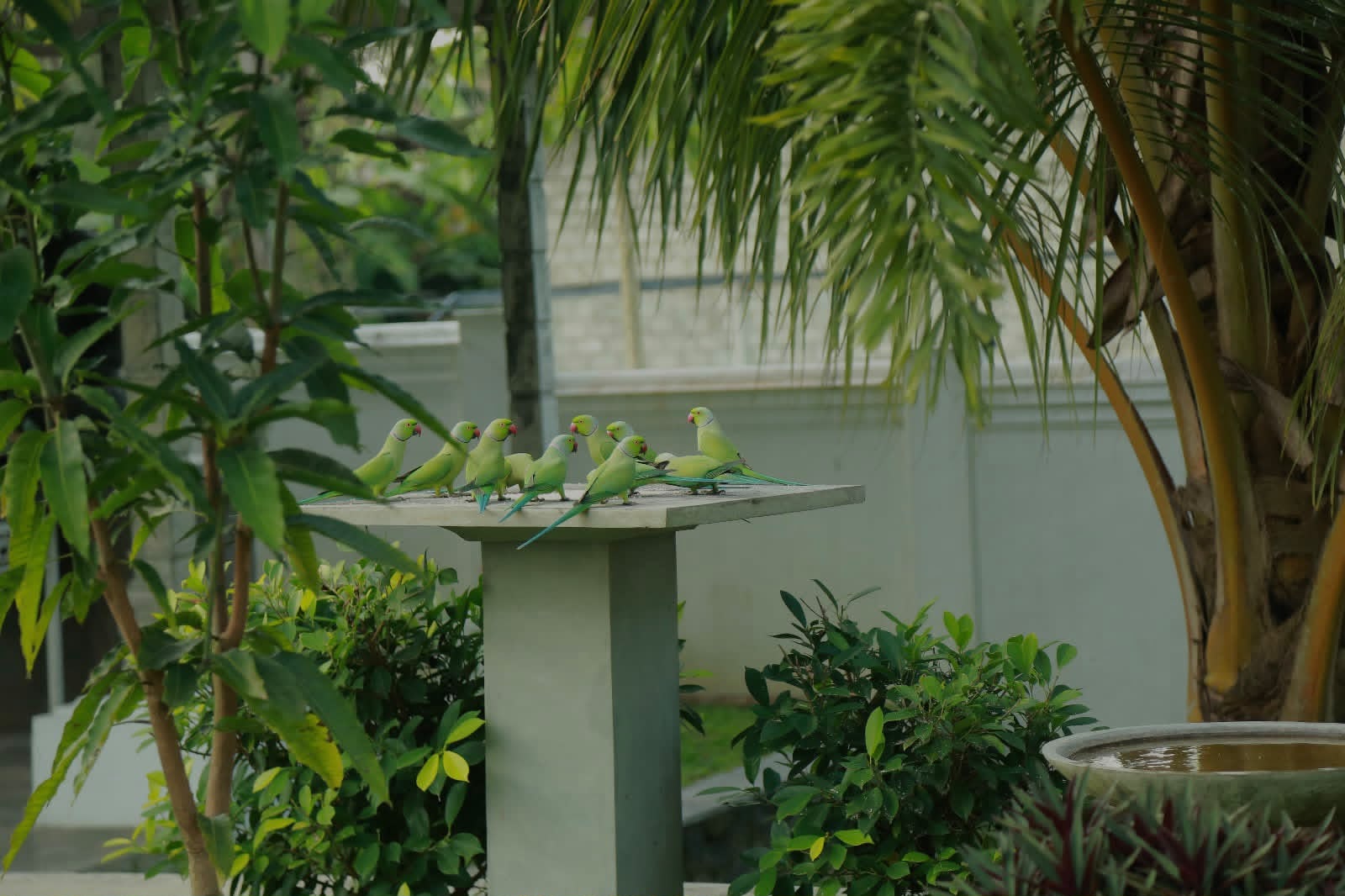 Sanctuary Parakeet Flock